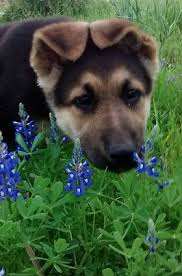 Wolfgang Haus German Shepherds