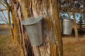 Sap flows to feed living tissue only, so trees with a lot of dead branches will have less sap flow. When Gold Flows From Trees Making Maple Syrup