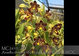 Image result for Ansellia