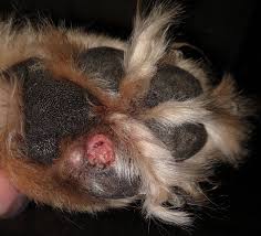 Check spelling or type a new query. Infected Paw Pad Pasteurinstituteindia Com