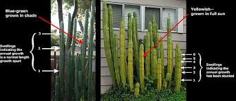50 grammes of dried san pedro could contain 150 mg of mescaline or a veritable 1200 mg. Sacred Cactus Trichocereus Pachanoi Peruvianus San Pedro Cactus