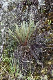 Image result for Blechnaceae