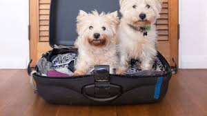 We did not find results for: Top Pet Friendly Hotels Around The World