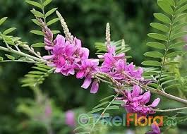 Image result for Indigofera melanadenia