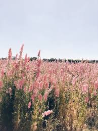 Flower Fields In 2020 Nature Photography Nature Aesthetic Flower Aesthetic