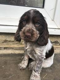 We did not find results for: Kc Registered Chocolate Roan Show Cocker Spaniel Puppy In Pudsey Dogsandpuppies Co Uk