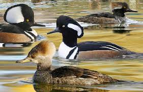 East coast style hooded merganser drake duck decoy painted eyes wmw # 2. Wetlands Month Featured Creature The Hooded Merganser