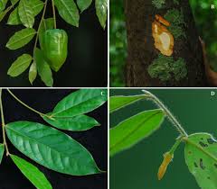 Image result for Ebenaceae