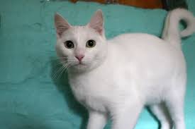 August special R 650.00 🥳🥳🥳🥳🥳🥳🥳Part 2. So much to gain. This price  includes the following. Sterilisation Deworming Defleaing Testing for  feline Aids and Leukaemia Chip Vaccinations they received. For more  information please