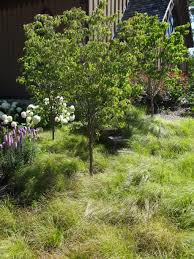 The plan is to get at the trees and the fruit from the paths round the edge. Easy Garden Design Idea Underplanting Trees Tended