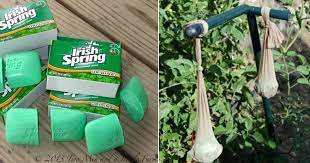 Maybe you would like to learn more about one of these? People Are Putting Bars Of Soap In Their Garden And It Is So Smart