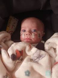 Why won't anyone adopt this friendly dutch shepherd?