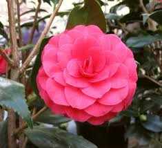 Camellia Japonica C M Hovey Camellia Flowers Japonica