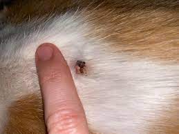 Buy skin tag remover and get the best deals at the lowest prices on ebay! I Need To Know If My Cat Has A Skin Tag On His Back If It S Something Worse Or If It Is No Big Deal It Currently Has A Scab On Part