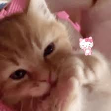 Cat discord pfp your place to talk by admin juni 11, 2021. 43 Images About Cats 3 On We Heart It See More About Cat Animal And Cute