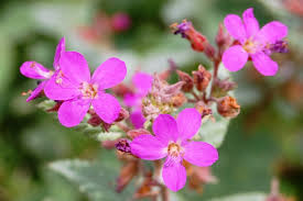 Image result for Hermannia parvula