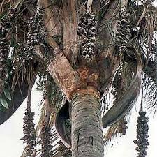 Attalea Speciosa Uf Ifas Assessment University Of Florida Institute Of Food And Agricultural Sciences Synonyms for attalea speciosa in free thesaurus. attalea speciosa uf ifas assessment