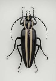Black And White Striped Bee Like Insect Beetle With Black And White Stripes Beetle Insect Bugs And Insects Beetle
