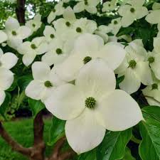 Image result for Pandiaka confusa