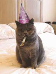 Birthday Happybirthday Gif Birthday Happybirthday Cat Discover Share Gifs Happy Birthday Funny Cats Happy Birthday Cat Happy Birthday Animals