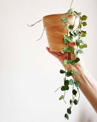 But, it is important to remember that generally, hoya tsangii does not need to be fertilized often; Hoya Curtisii Care How To Grow Care For The Porcelain Flower