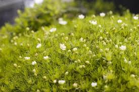 Image result for Sagina