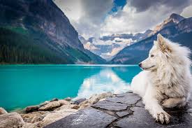 You can complete the 5 week course for as little as $95. Dog Training For Aggressive Dogs Los Angeles Trainer For Dog Aggression