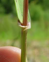 Image result for Lolium multiflorum