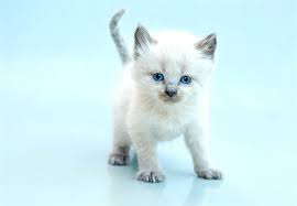 5 things to know about balinese cats petful balinese cat cats hypoallergenic cats