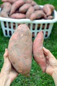 If you're wondering how to harvest your sweet potatoes and when they are ready to be harvested, then check out this video. 7 Secrets For Growing Huge Sweet Potatoes The Seasonal Homestead