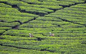 Hasil gambar untuk 2. Kebun Teh Medini