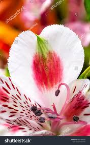 Colorful Flower Detail Alstroemeria Pistil Stamen Stock Photo Edit Now 1831482082 In 2020 Colorful Flowers Alstroemeria Royalty Free Stock Photos