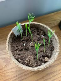 The pot (more like a lined hemp bag) that they are in is about the size of an average coffee mug. My Beautiful Little Ones Just Sprouted Bonsai
