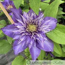 It is a cross between c. Clematis Hybride Multi Blue