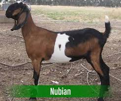 Check spelling or type a new query. Modal Ternak Kambing Untuk Penternak Baru Bermula