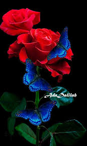 Pin By Nasra Dahdal On Roses Art Creative Montage In 2020 Flower Background Wallpaper Beautiful Rose Flowers Beautiful Flowers Wallpapers