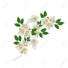 Jasmine flowers are very popular herbs due to their aromatic and aphrodisiac properties. White Jasmine Flower Branch Of Jasmine Flowers Isolated On Stock Photo Picture And Royalty Free Image Image 57609186