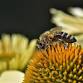 Think Green Thursday: Pollinators
