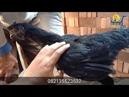 Ayam Cemani Mahal Hitam Ayam Asli