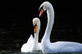Megan's stepdad is fellow presenter chris packham, who was in a relationship with her mum, jo. Picture Perfect Rspca Youth Photo Comp Pet Voice