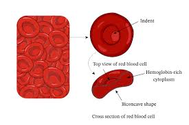 Image result for Red Blood Cell