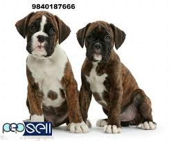 Browse thru thousands of bagle hound dogs for adoption near in usa area, listed by dog rescue organizations and individuals, to find your match. Boxer Puppies For Sale In Chennai Chennai Free Classifieds