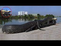 Easy Snake Trap Simple Diy Creative Snake Trap Make From Big Pliers That Work 100 By Men Youtub World Biggest Snake World S Largest Snake Wild Life Videos