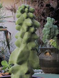 Image result for Lophocereus