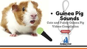 All orders are custom made and most ship worldwide within 24 hours. Guinea Pig Sounds Cute And Funny Guinea Pig Videos Compilation Animals Funny Youtube