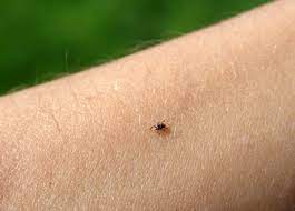 Glad midsommar önskar vi på bullandö! Tbe Hur Ska Man Tanka Runt Vaccin Kurera Se