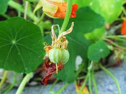 How To Plant Nasturtium From Seeds Hindi Urdu Youtube