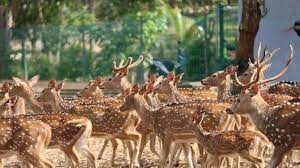 Arkeologis mengatakan mereka menduga ada kemungkinan taman rusa tersembunyi dengan ditemukannya tiga bukti, yaitu bentuk kandang oval, bukti jalur sungai dan selokan yang dibangun di tempat tersebut, dan nama brynkir itu sendiri yang dalam bahasa wales diartikan 'bukit rusa'. Tag Jam Buka Taman Rusa Sekupang Taman Rusa Siapkan Protokol Kesehatan Untuk Cegah Covid 19 Di Lokasi Wisata Tribun Batam