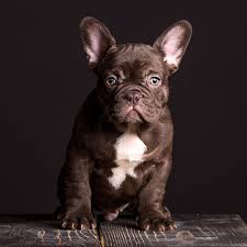Piper french bulldogs in minnesota raises akc french bulldogs, french bulldog puppies for sale, frenchies for sale and more. What Are The French Bulldog Colors French Bulldog Breed