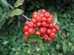 Image result for Pycnosphaera buchananii